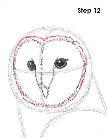 owl head drawing