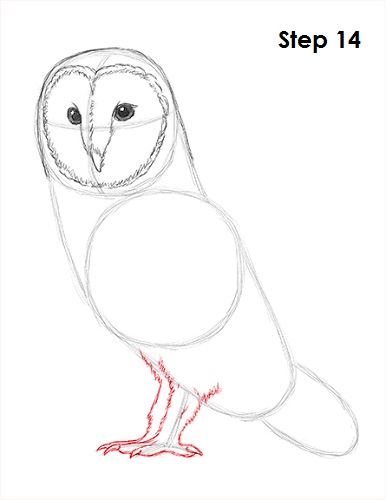Draw Barn Owl 14