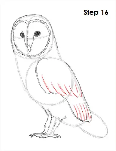 Draw Barn Owl 16