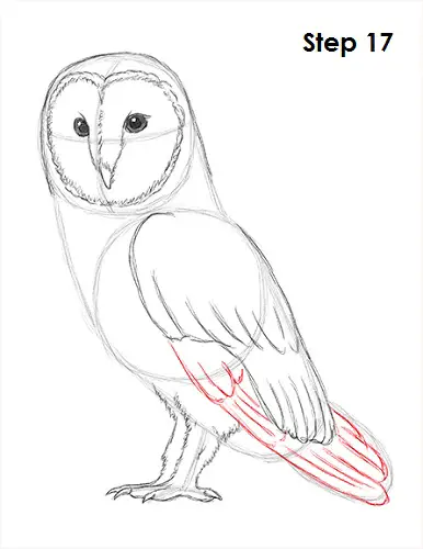 Draw Barn Owl 17