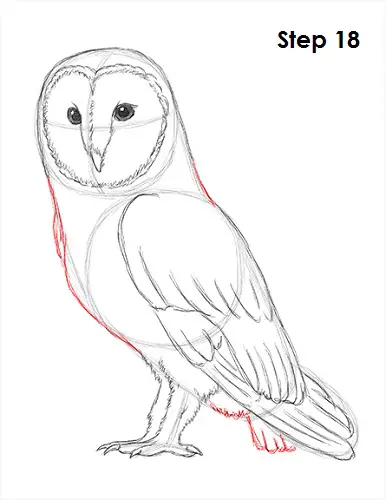 Draw Barn Owl 18