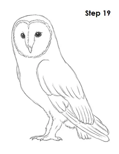 Draw Barn Owl 19