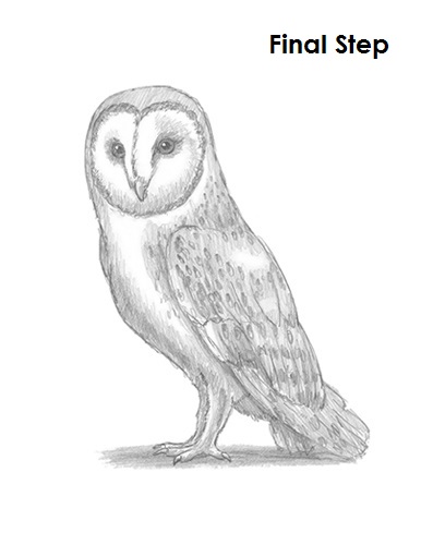 Draw Barn Owl
