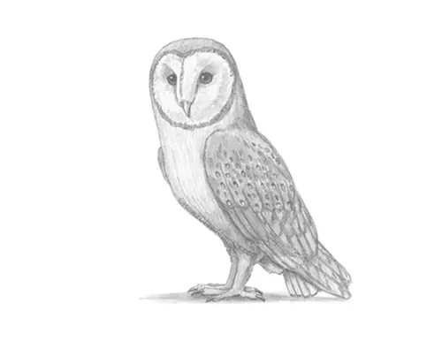 How to Draw a Barn Owl Side