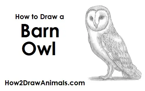 How to Draw a Barn Owl Bird