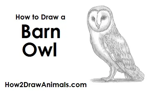 How to Draw a Barn Owl 