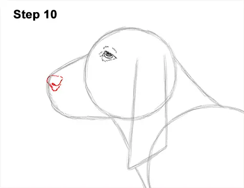 How to Draw a Basset Hound Puppy Dog Side View 10