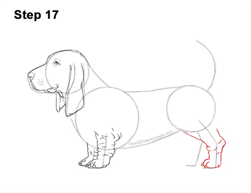 How to Draw a Basset Hound Puppy Dog Side View 17