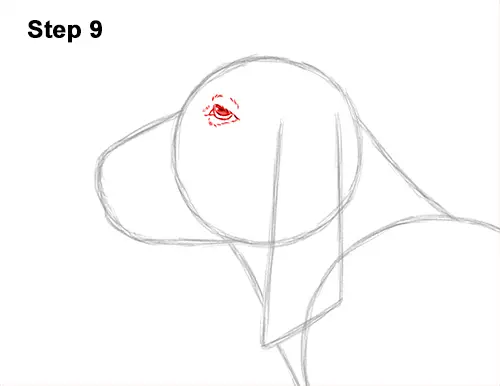 How to Draw a Basset Hound Puppy Dog Side View 9
