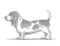 How to Draw a Basset Hound Puppy Dog Side View
