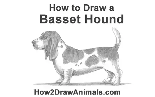 How to Draw a Basset Hound Puppy Dog Side View