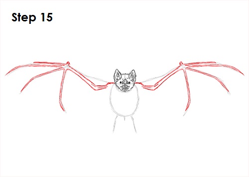 Draw Vampire Bat 15