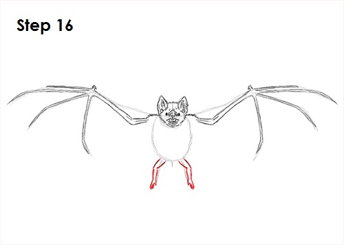 Draw Vampire Bat 16