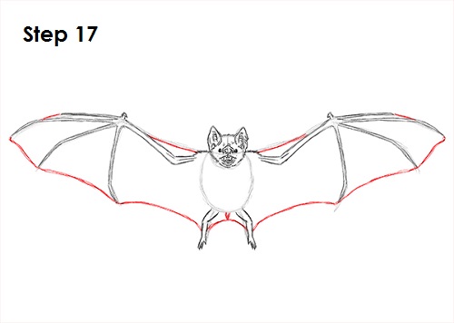Draw Vampire Bat 17