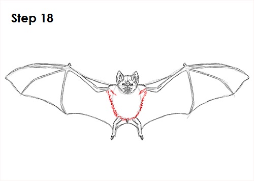Draw Vampire Bat 18