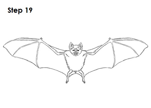 Draw Vampire Bat 19