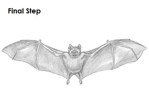 Draw Vampire Bat Last