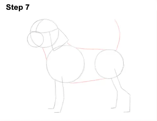 Draw Beagle Dog 7