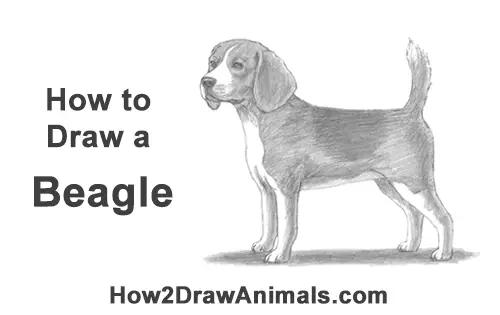 How to Draw a Beagle Dog