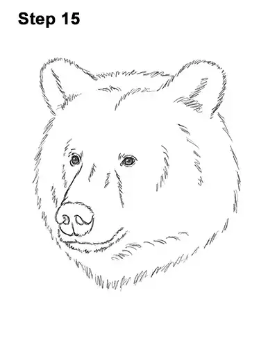 grizzly bear face outline