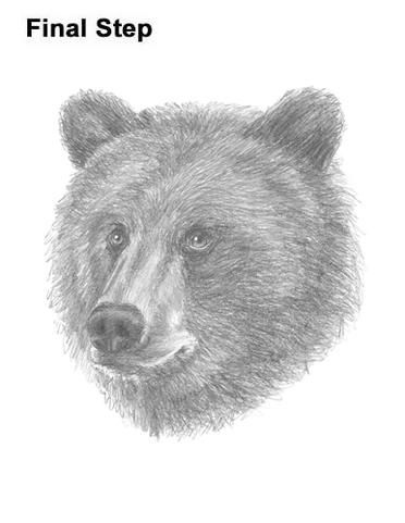 grizzly bear face outline