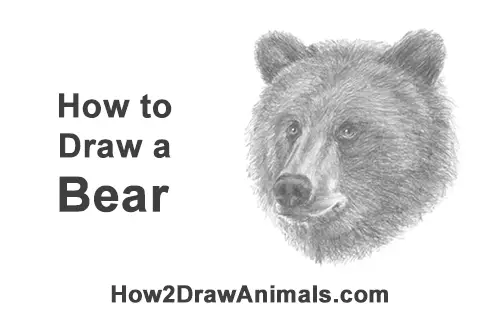 How to Draw a Grizzly Kodiak Brown Bear Head Portrait