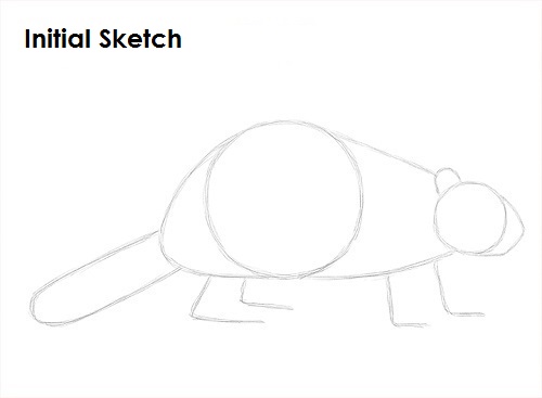 Draw Beaver Sketch