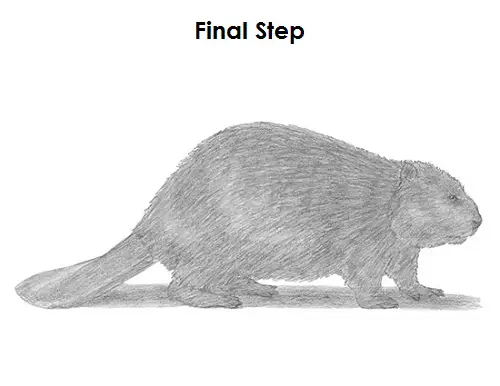 Draw a Beaver