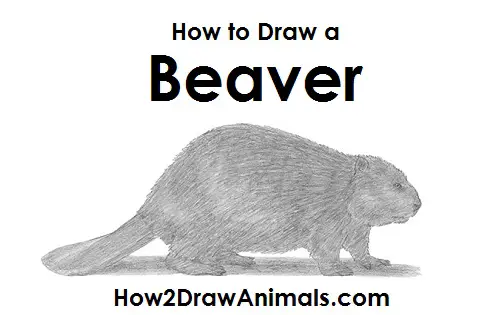 Draw Beaver