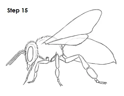 Draw Bee 15