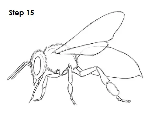 Как нарисовать пчелу карандашом поэтапно для детей 4 5