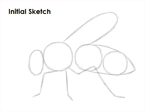Draw Bee Initial Sketch