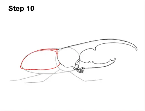 How to Draw a Hercules Rhino Beetle Bug 10