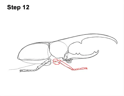 How to Draw a Hercules Rhino Beetle Bug 12