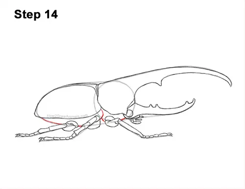 How to Draw a Hercules Rhino Beetle Bug 14