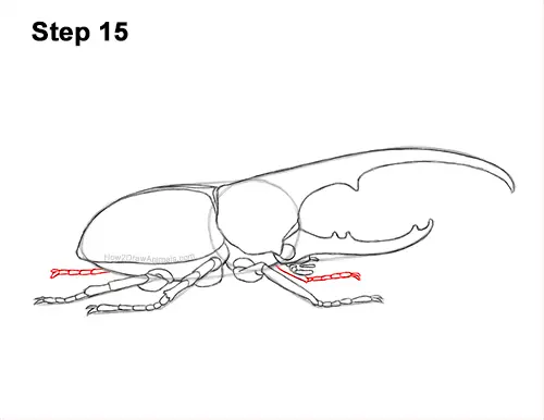 How to Draw a Hercules Rhino Beetle Bug 15