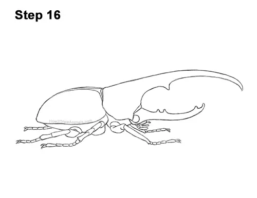 How to Draw a Hercules Rhino Beetle Bug 16