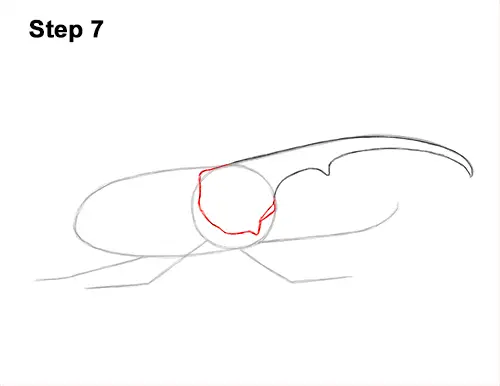 How to Draw a Hercules Rhino Beetle Bug 7