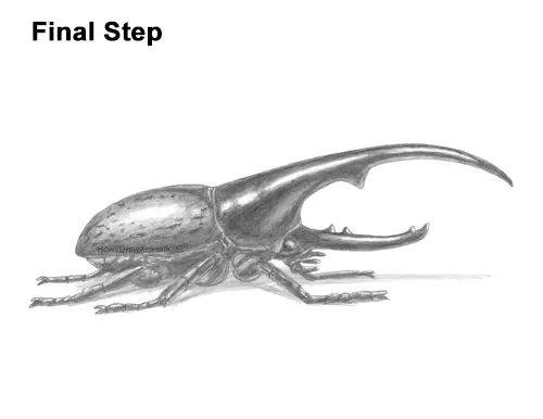 How to Draw a Hercules Rhino Beetle Bug