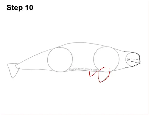 How to Draw a Beluga White Whale 10