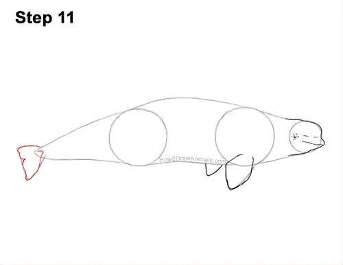 How to Draw a Beluga White Whale 11
