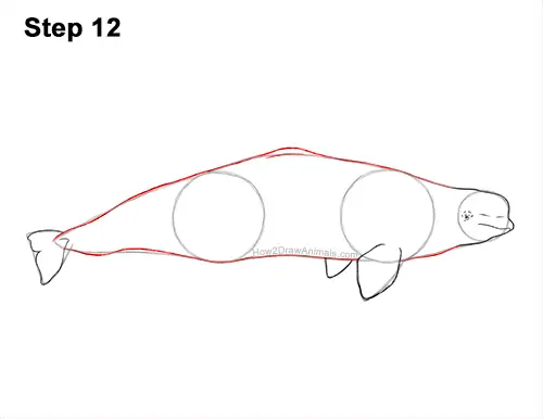 How to Draw a Beluga White Whale 12