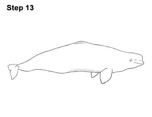 How to Draw a Beluga White Whale 13