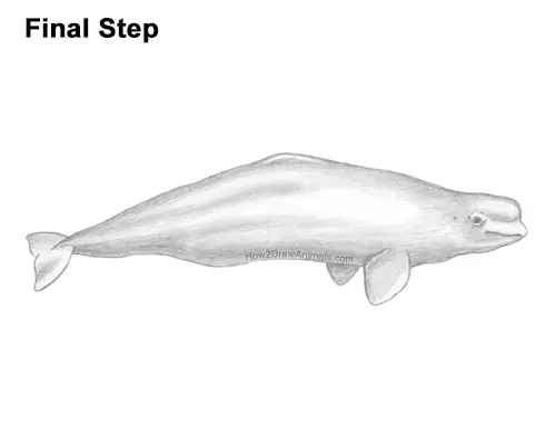 How to Draw a Beluga White Whale