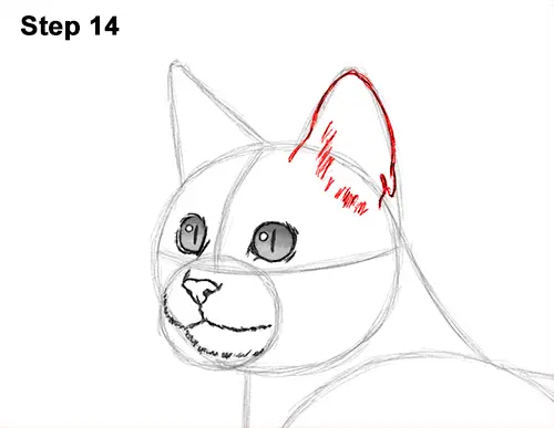 How to Draw Bengal Kitten Cat Spots 14