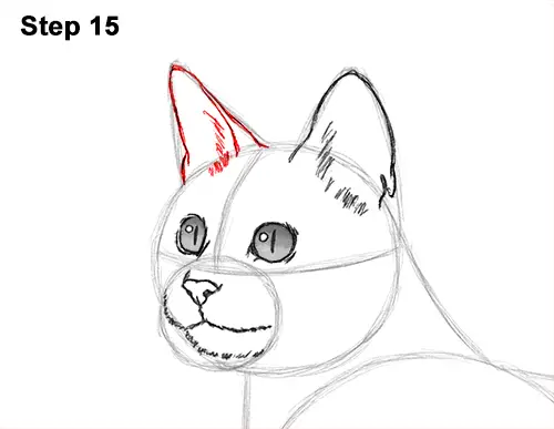 How to Draw Bengal Kitten Cat Spots 15