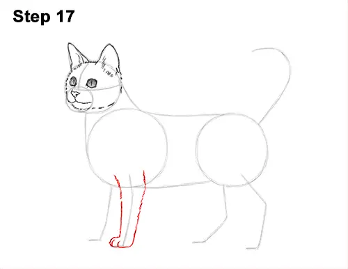 How to Draw Bengal Kitten Cat Spots 17