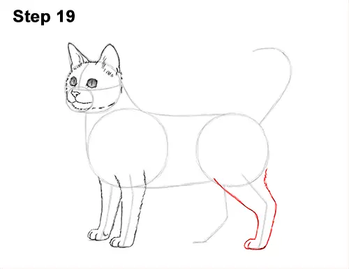 How to Draw Bengal Kitten Cat Spots 19
