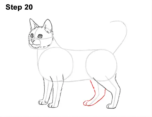 How to Draw Bengal Kitten Cat Spots 20