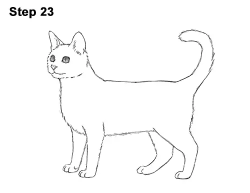 How to Draw Bengal Kitten Cat Spots 23